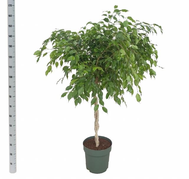 Ficus benjamina Exotica 30Ø 150cm 3pp