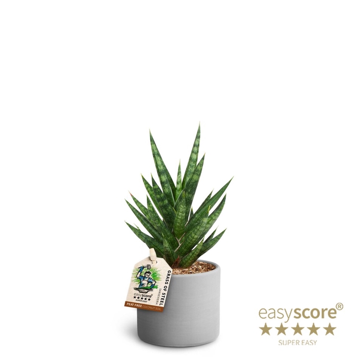 SANSEVIERIA TRIFASCIATA
