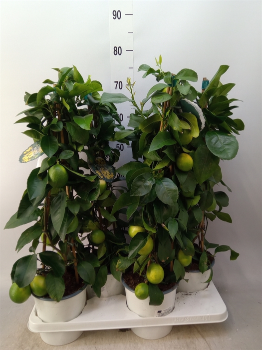 <h4>Citrus meyeri 'Meyer'</h4>