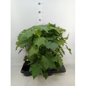 Sparrmannia africana