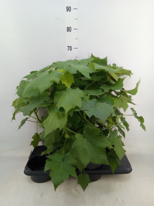 <h4>Sparrmannia africana</h4>