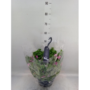 Petunia  'Surfinia'   ...