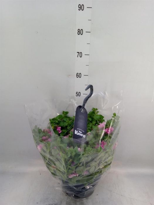 <h4>Petunia  'Surfinia'   ...</h4>