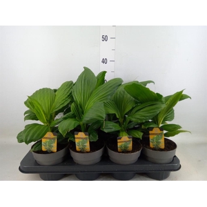 Planten   ...green L%