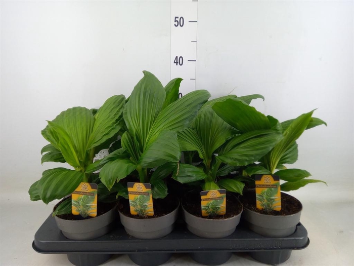 <h4>Planten   ...green L%</h4>