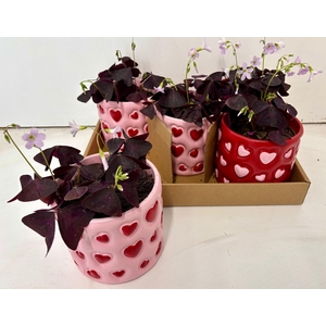 OXALIS TRIANGULARIS