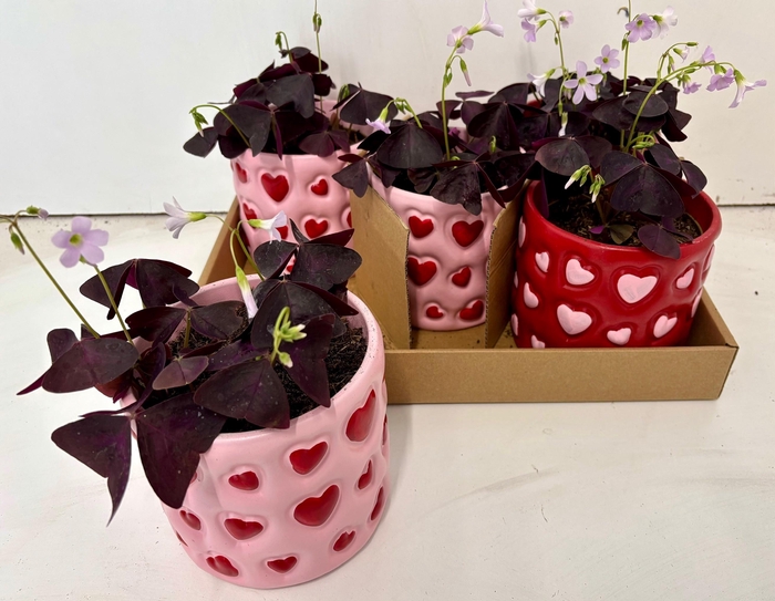 <h4>OXALIS TRIANGULARIS</h4>