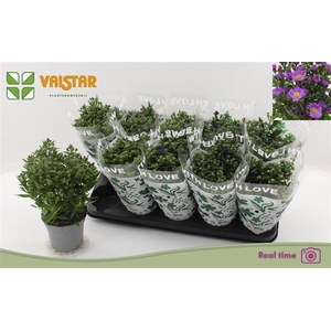 Aster Novi-belgii Grp Starletta gemengd