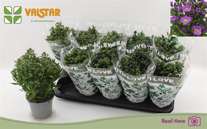 <h4>Aster Novi-belgii Grp Starletta gemengd</h4>