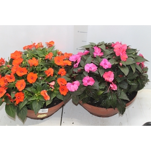 SUNPATIENS C32