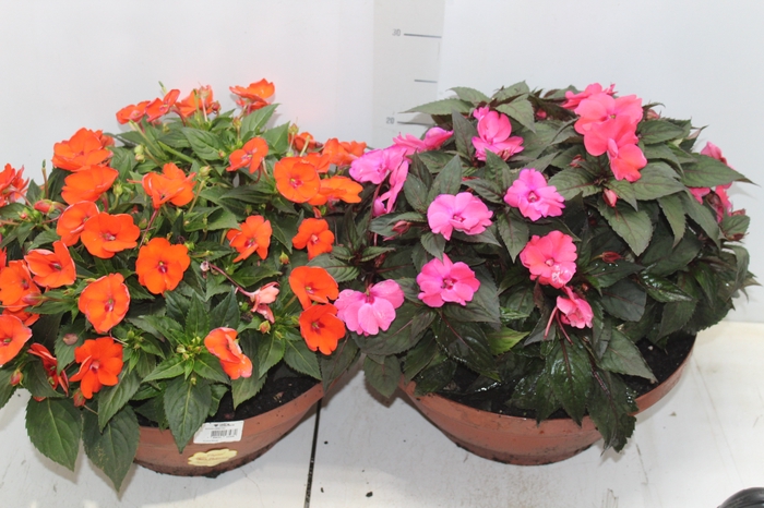 <h4>SUNPATIENS C32</h4>