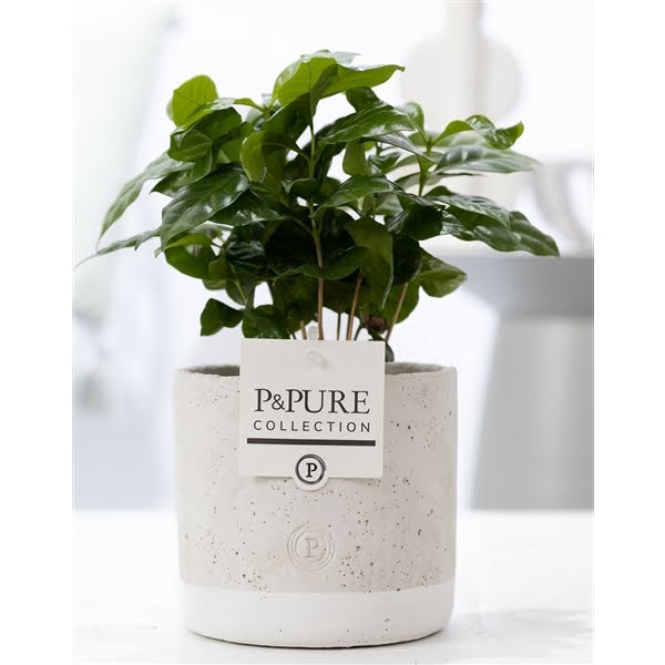 <h4>Coffea Arabica in P&PURE Jade ceramics</h4>