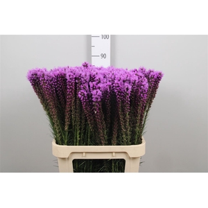 Liatris Callilepis