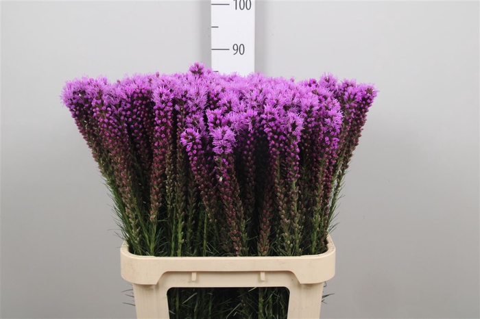 Liatris Callilepis