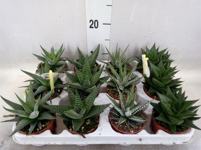 <h4>Haworthia   ...mix</h4>