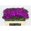 Dianthus Br Amazon Neon Purple