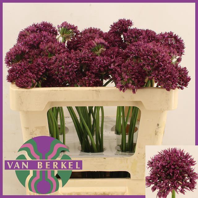 <h4>ALLIUM FIRMAMENT</h4>