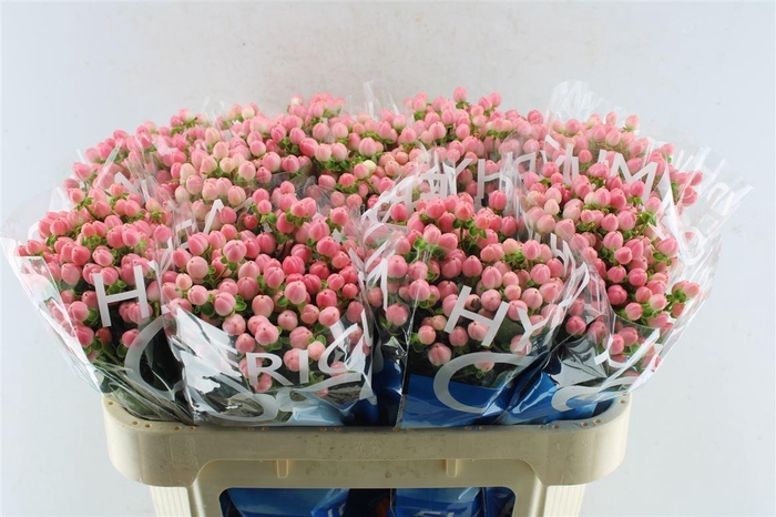 Hyp Coco Casino Pink