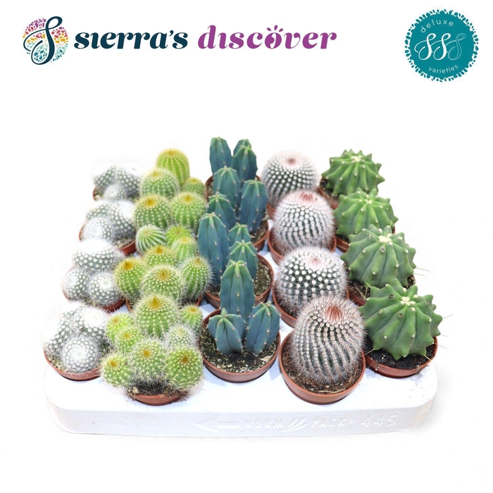 <h4>Discover® - Santiago Cactus Mix (Deluxe)</h4>
