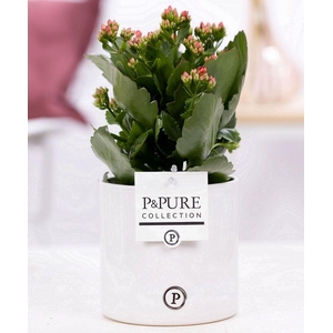 Kalanchoe red in P&PURE Essential cer. red