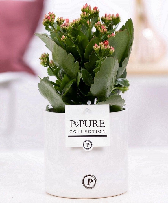 <h4>Kalanchoe red in P&PURE Essential cer. red</h4>
