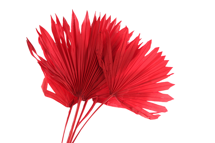 <h4>Palm Sun Red</h4>