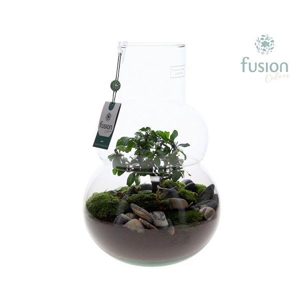 <h4>Green Bottle Olaf Large met Bonsai arrangement</h4>