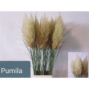 Cortaderia Se Pumila Xxl New