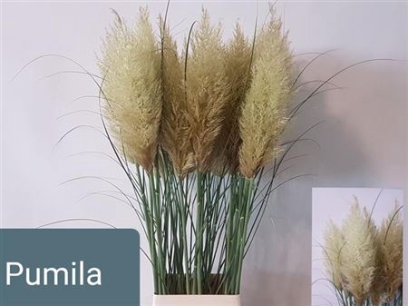 Cortaderia Se Pumila Xxl New