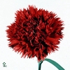 Di St Eros Red