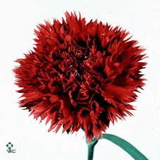 Di St Eros Red