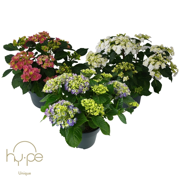<h4>Hydrangea Mix 10+ | Hy-pe Unique</h4>