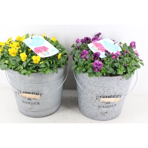 arr4 Outdoor CR - Viola zink emmer