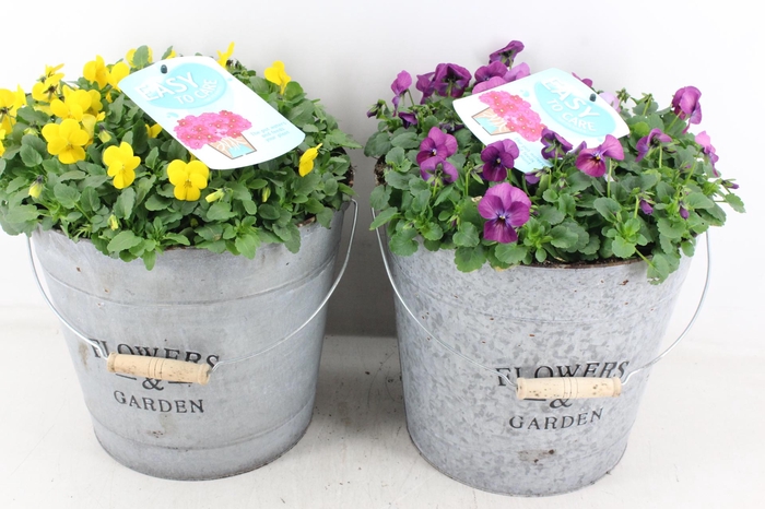 <h4>arr4 Outdoor CR - Viola zink emmer</h4>