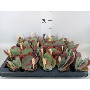 Kalanchoe NF thyrsiflora