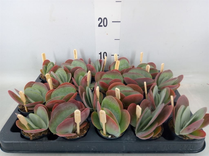<h4>Kalanchoe NF thyrsiflora</h4>