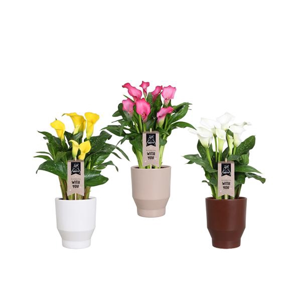<h4>Zantedeschia gemengd Calla mix in Lugano keramiek</h4>