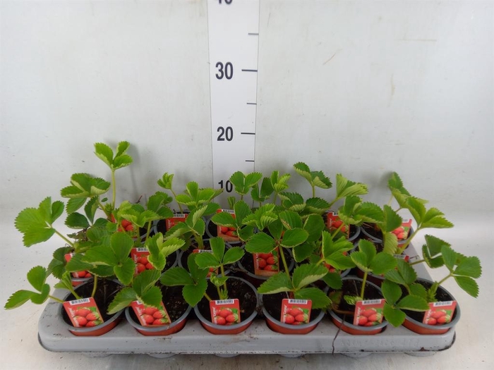 <h4>Fragaria   ...</h4>