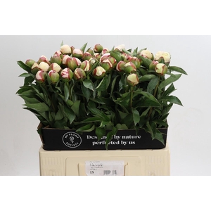 Paeonia Festiva Maxima