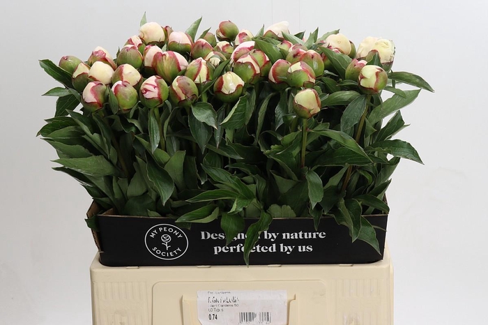 <h4>Paeonia Festiva Maxima</h4>