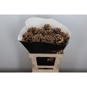 Brassica (fr) Wx Goud