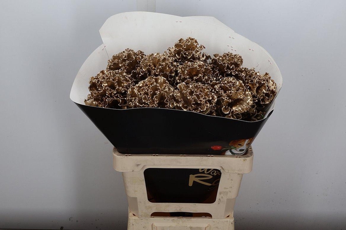 <h4>Brassica (fr) Wx Goud</h4>