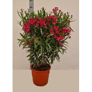 NERI OLEANDER