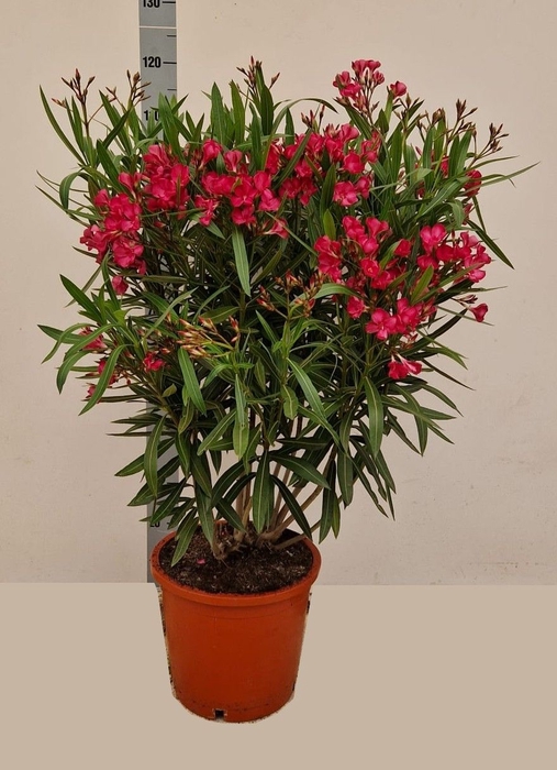 <h4>NERI OLEANDER</h4>