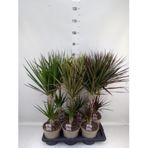 Dracaena   ...mix