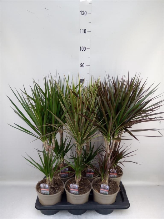 <h4>Dracaena   ...mix</h4>