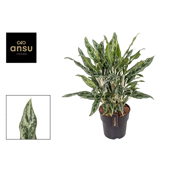 <h4>Aglaonema Greyhound</h4>