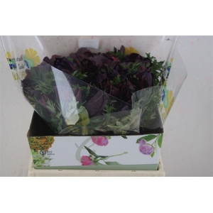 Anem Mistral Super Violet