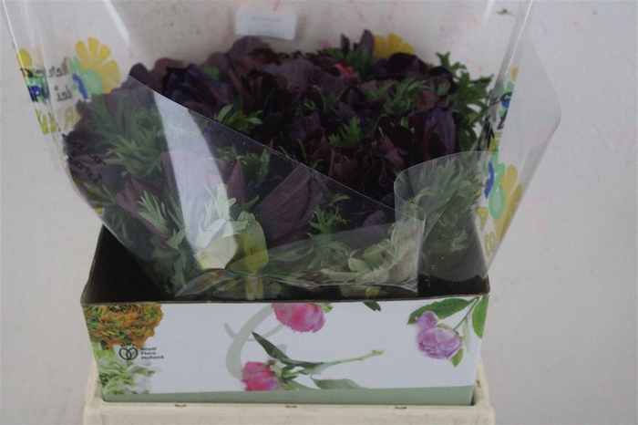 <h4>Anem Mistral Super Violet</h4>