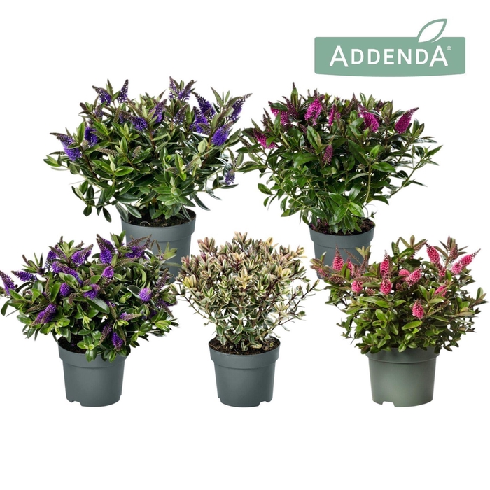<h4>Hebe Addenda gemengd</h4>